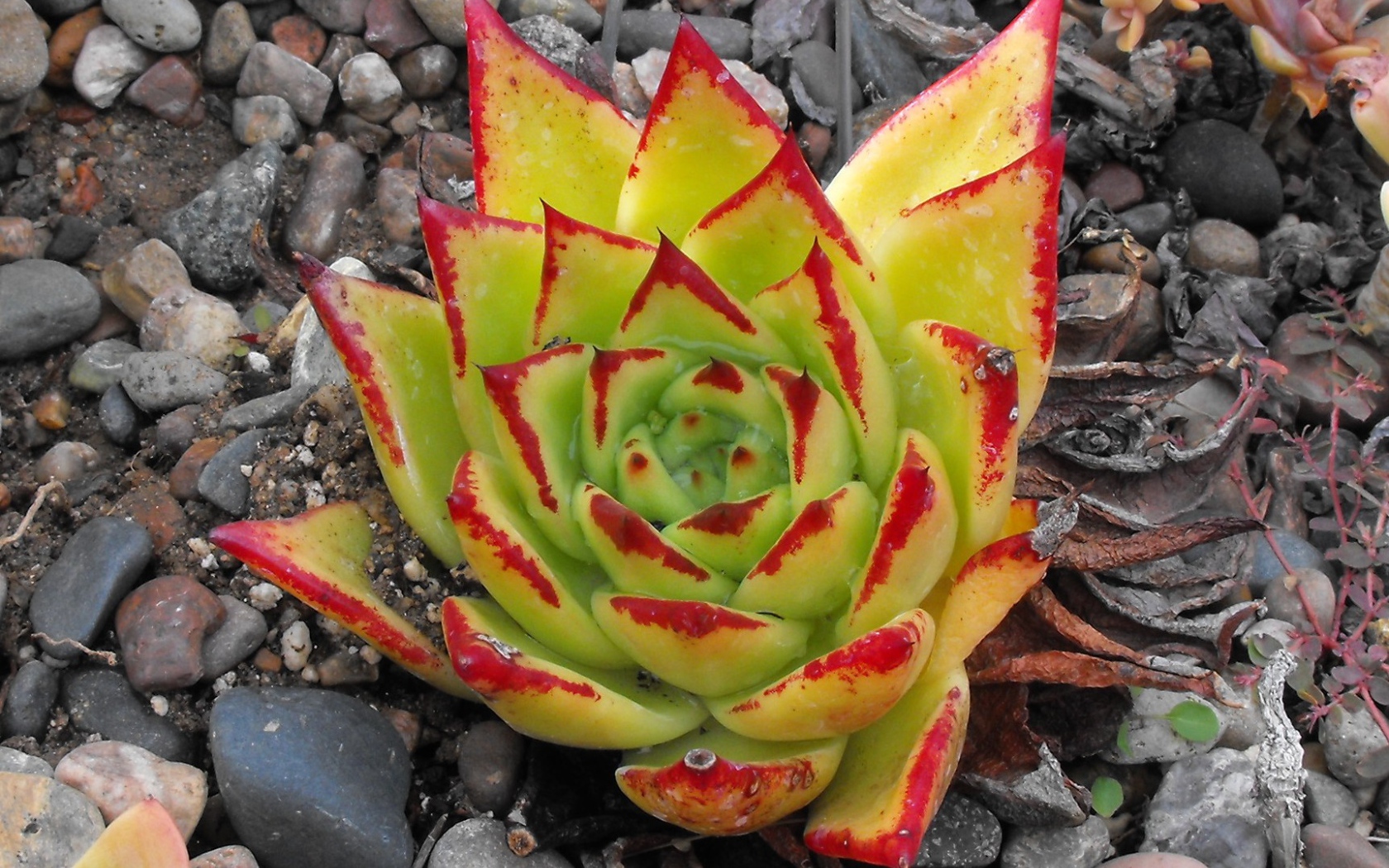 Цветок эхеверия (эчеверия)  на дачном участке