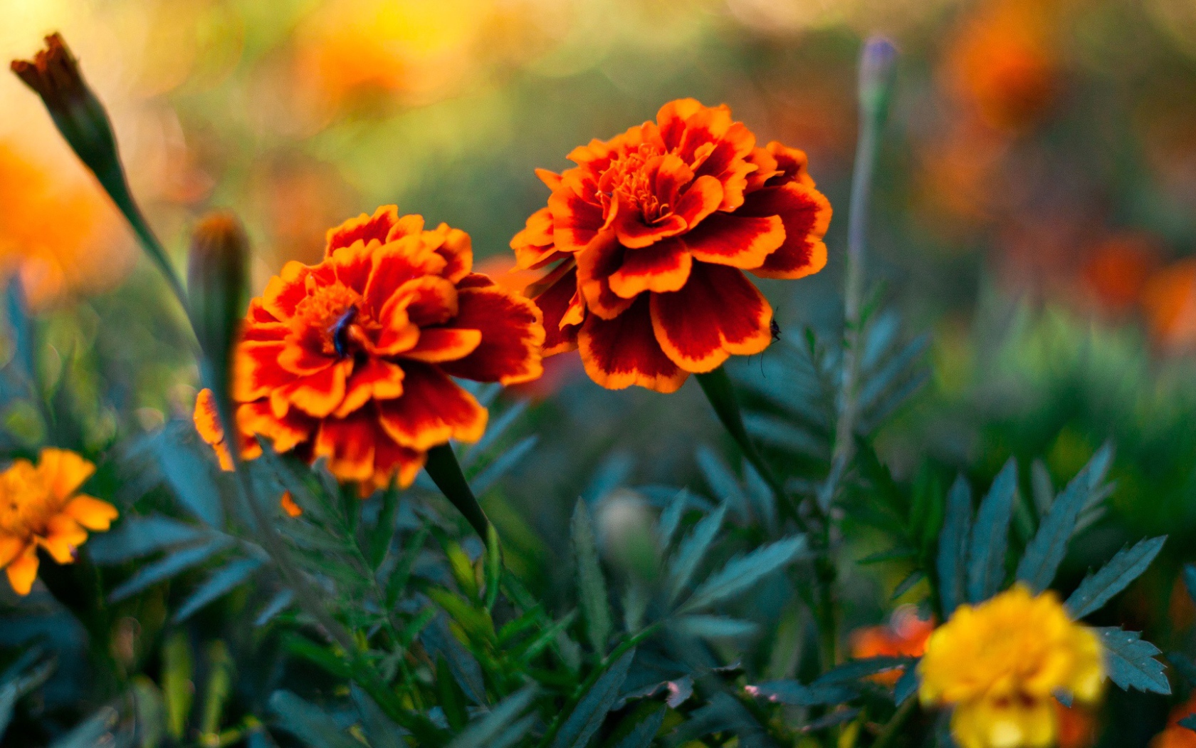 Пара цветов