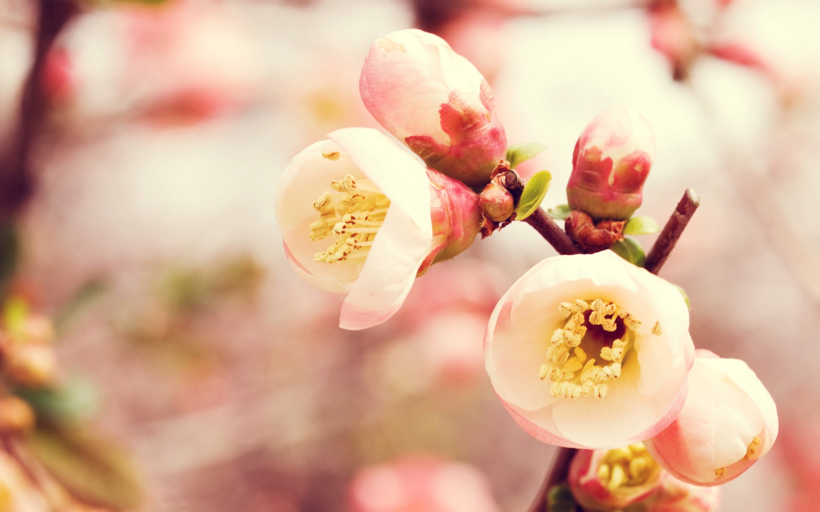 Королевство цветов