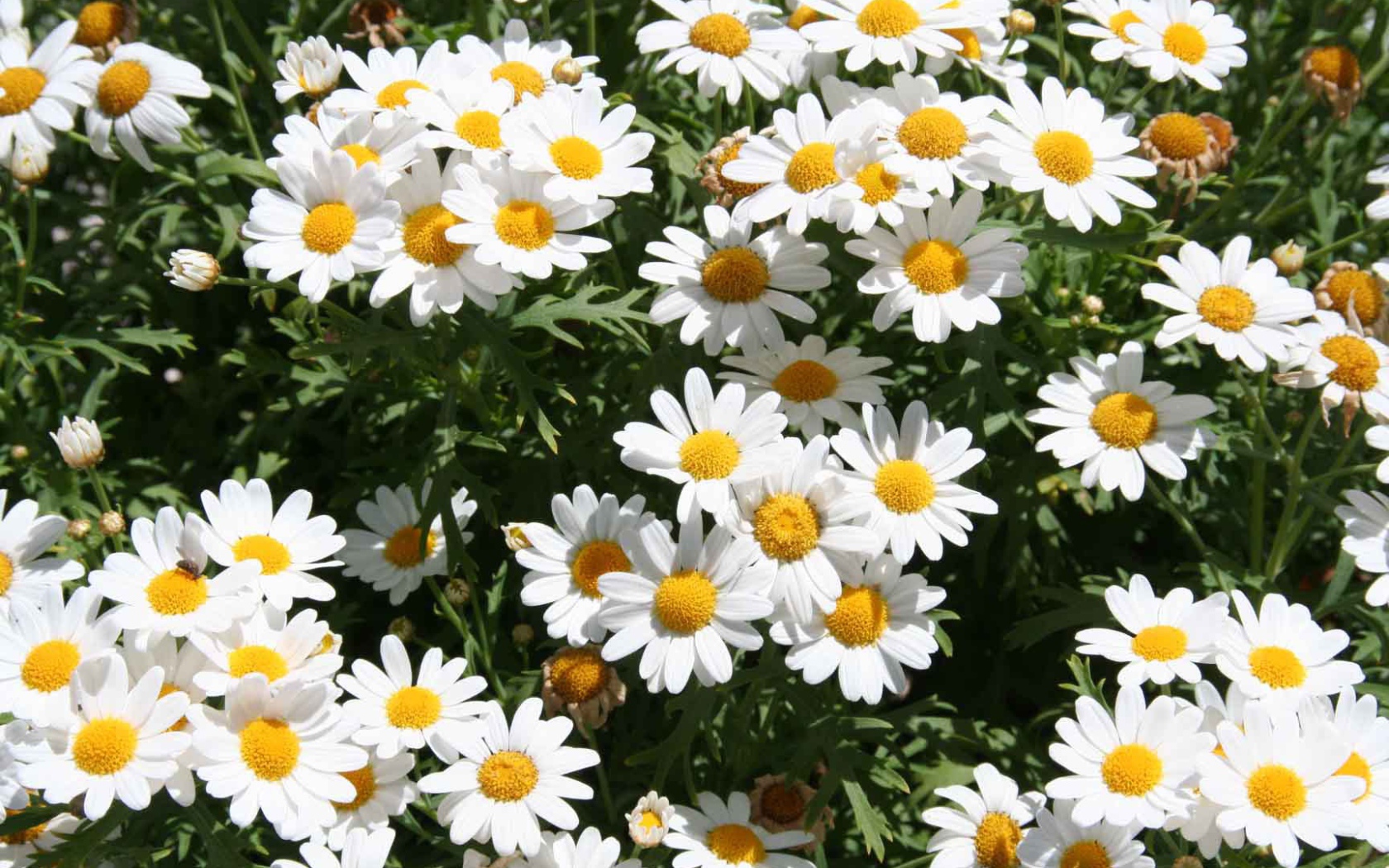 Цветы маргаритки на поляне весной