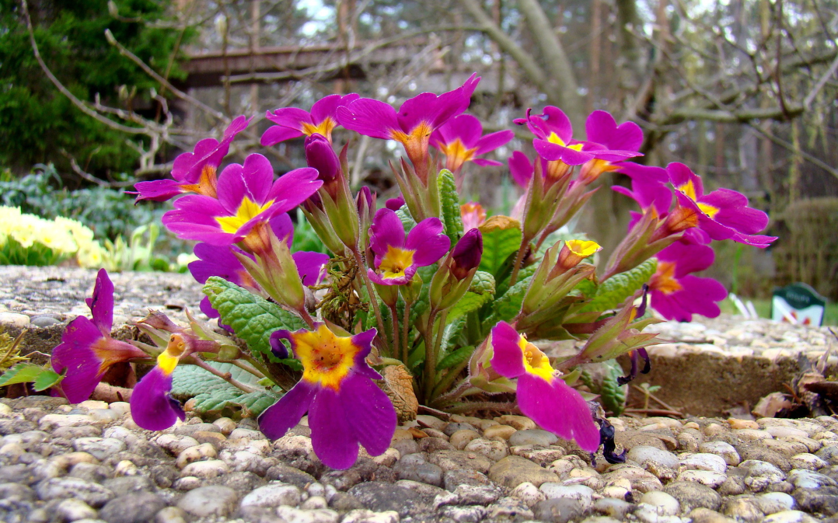 Выращивание цветов примула в саду