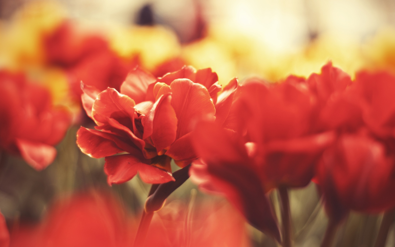 Цветы вблизи