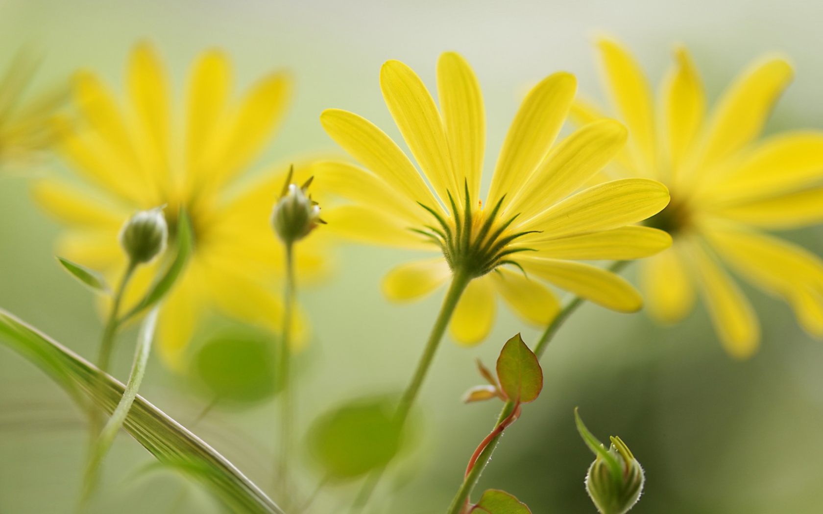 Цветы с длинными лепестками