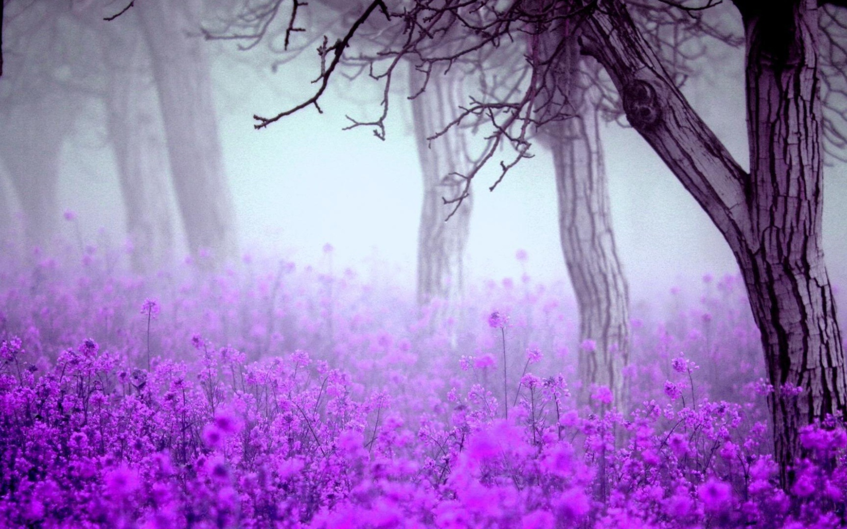 Лесные цветы