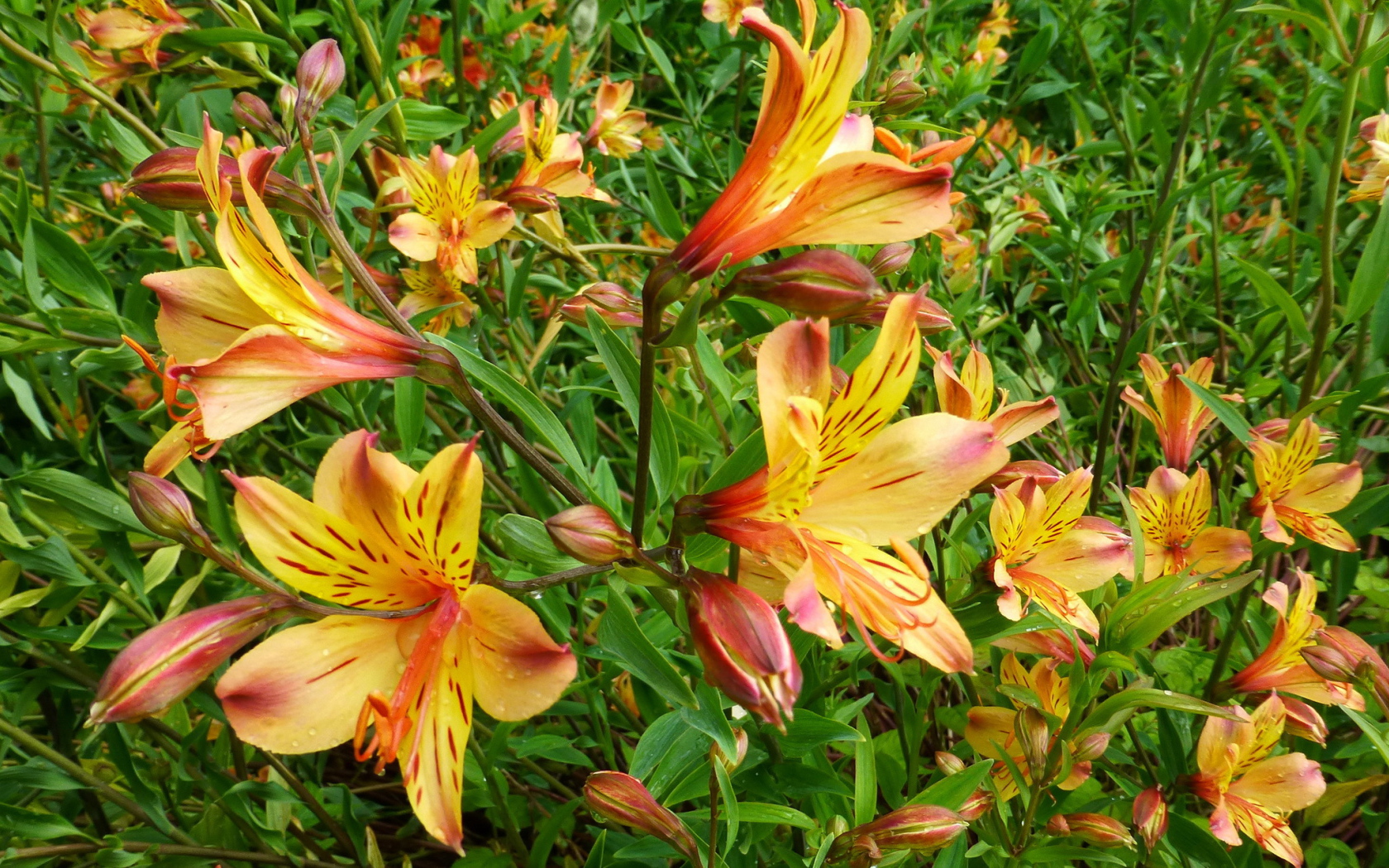 Садовые цветы альстремерия на дачном участке