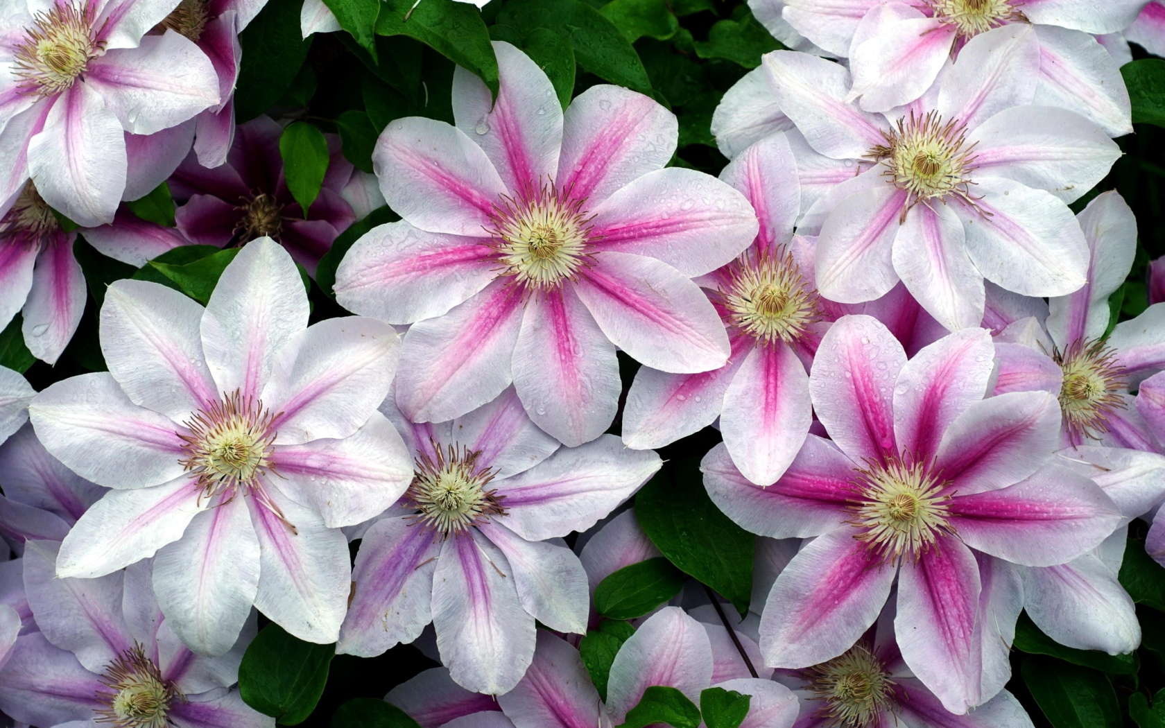 Садовые цветы клематис на дачном участке