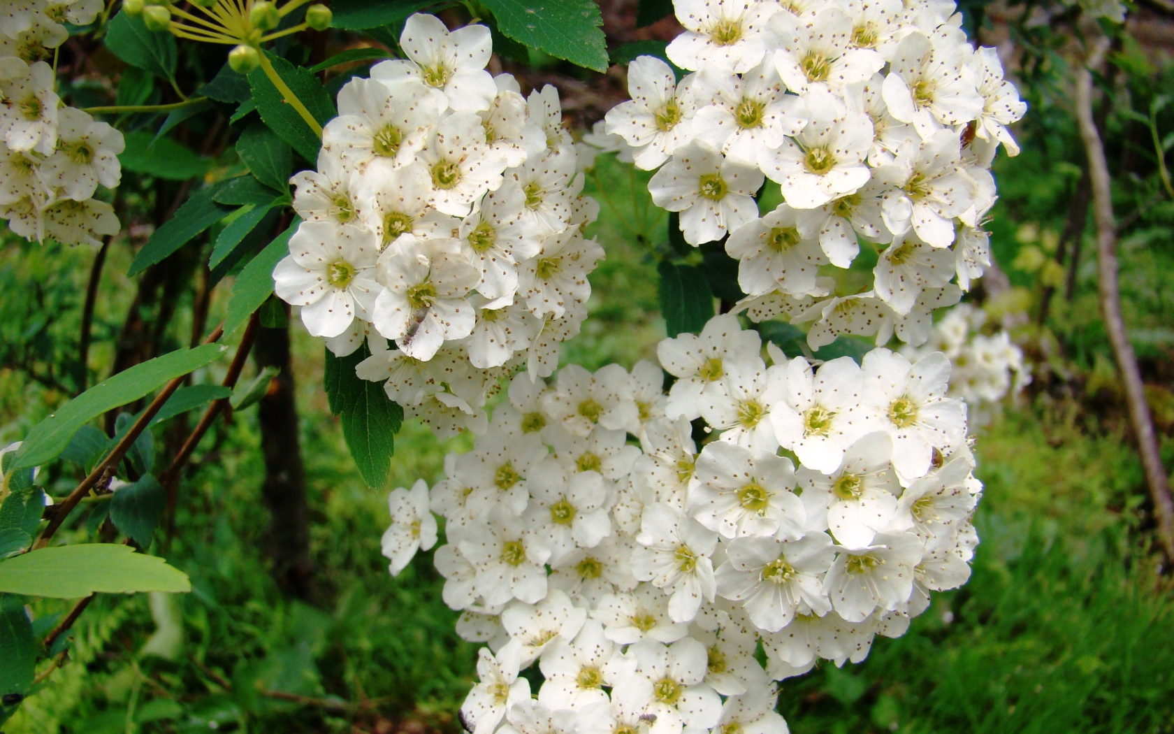 Садовые цветы спирея на дачном участке