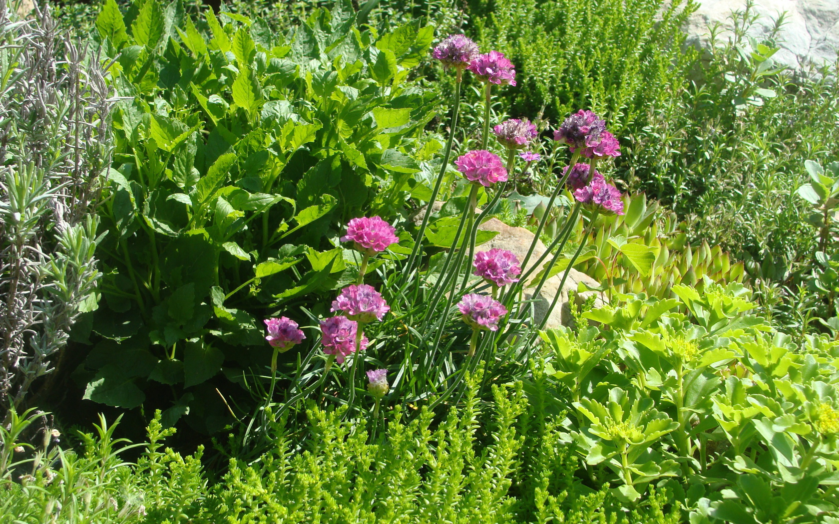Садовые цветы армерия на дачном участке