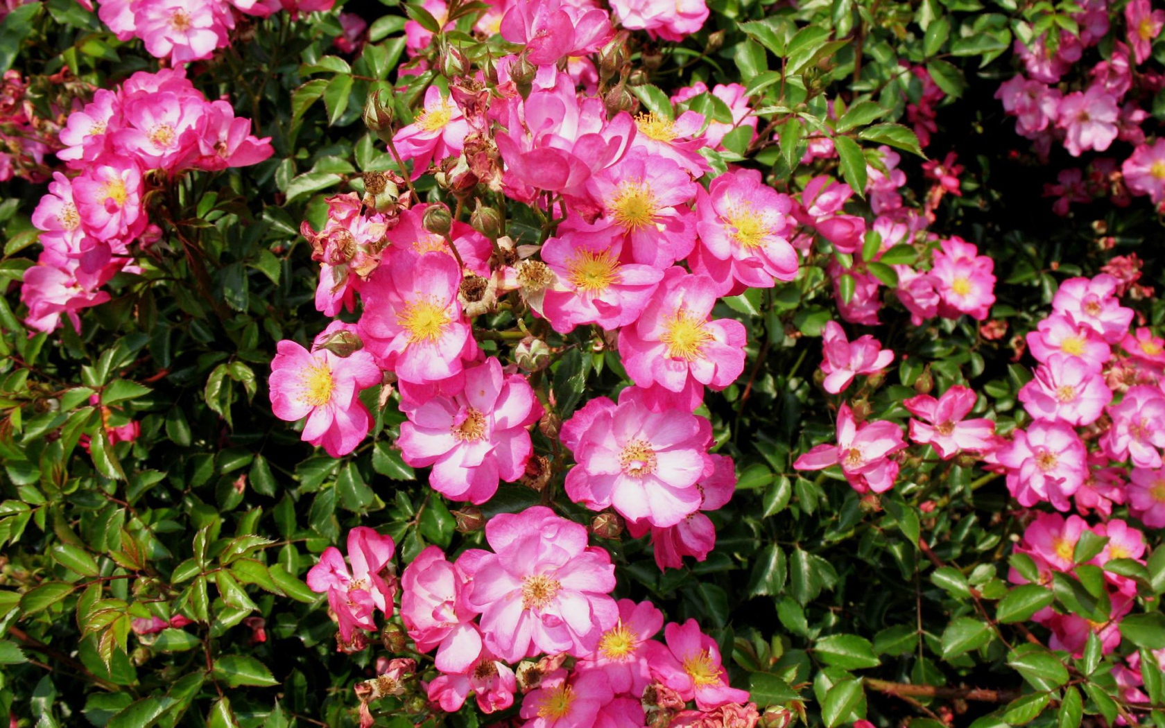 Выращивание цветов кларкия (годеция) в саду