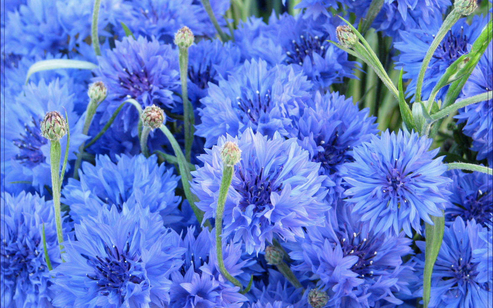 Выращивание васильков в саду