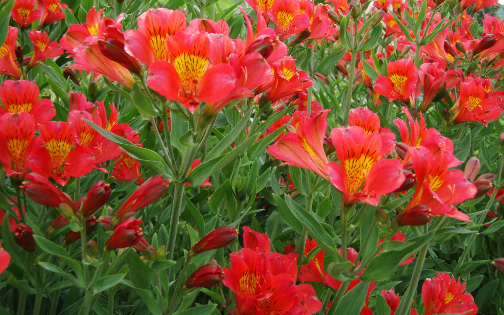 На поляне красивые цветы альстремерия