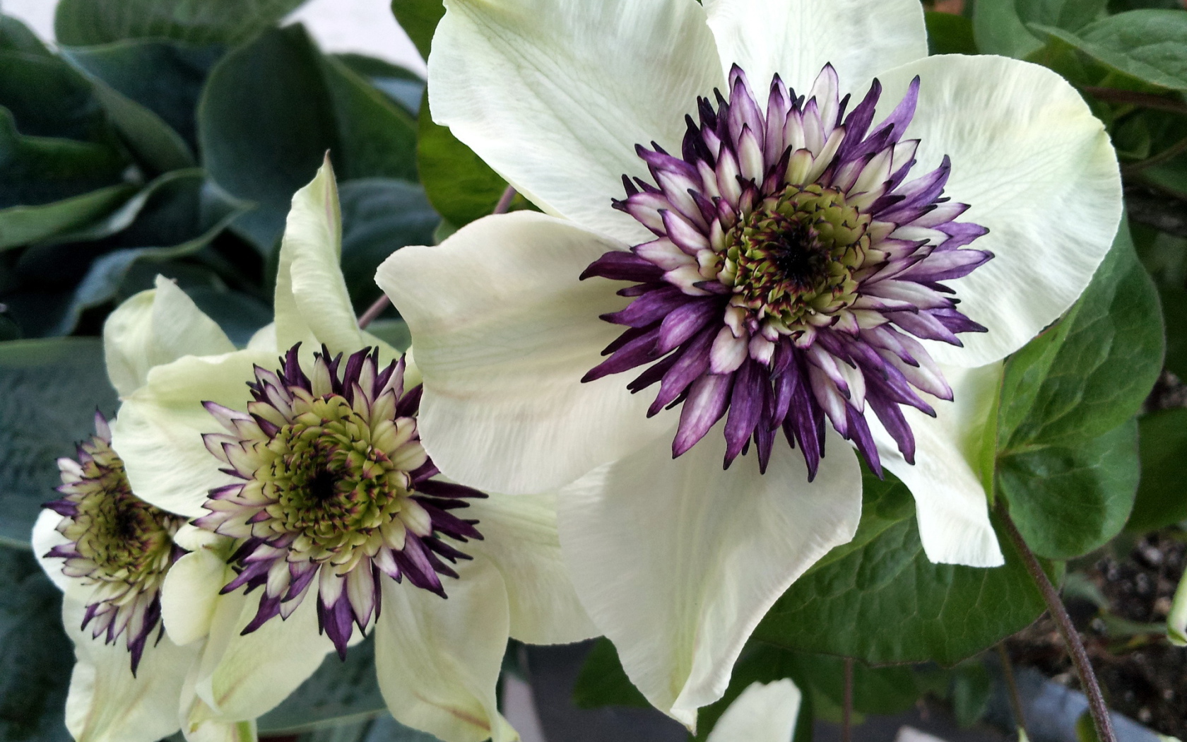 На поляне красивые цветы клематис