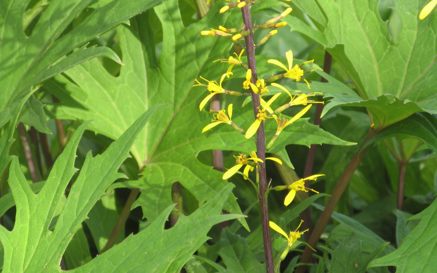 На поляне красивое растение бузульник