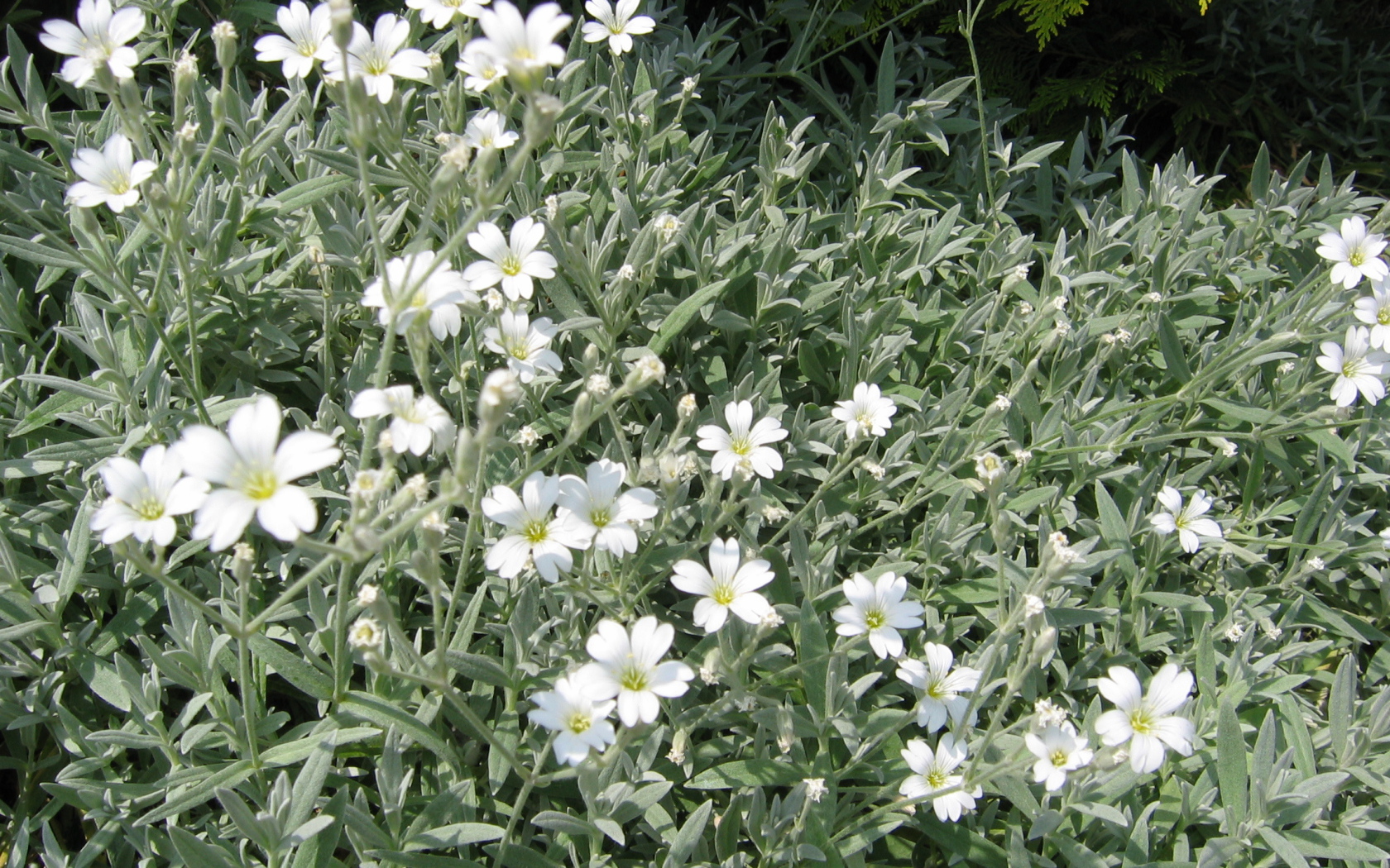 На поляне растение резуха