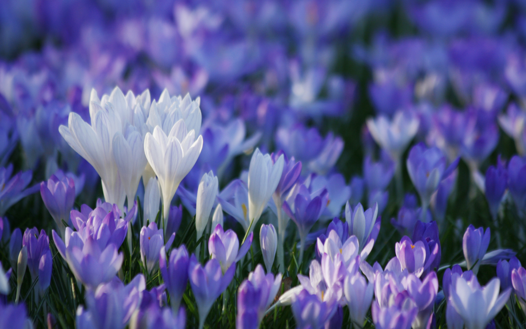 В лесу красивые цветы шафран