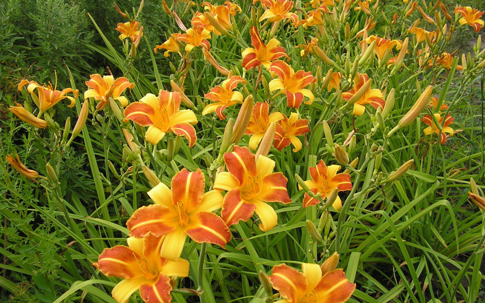 В саду красивые цветы лилейник