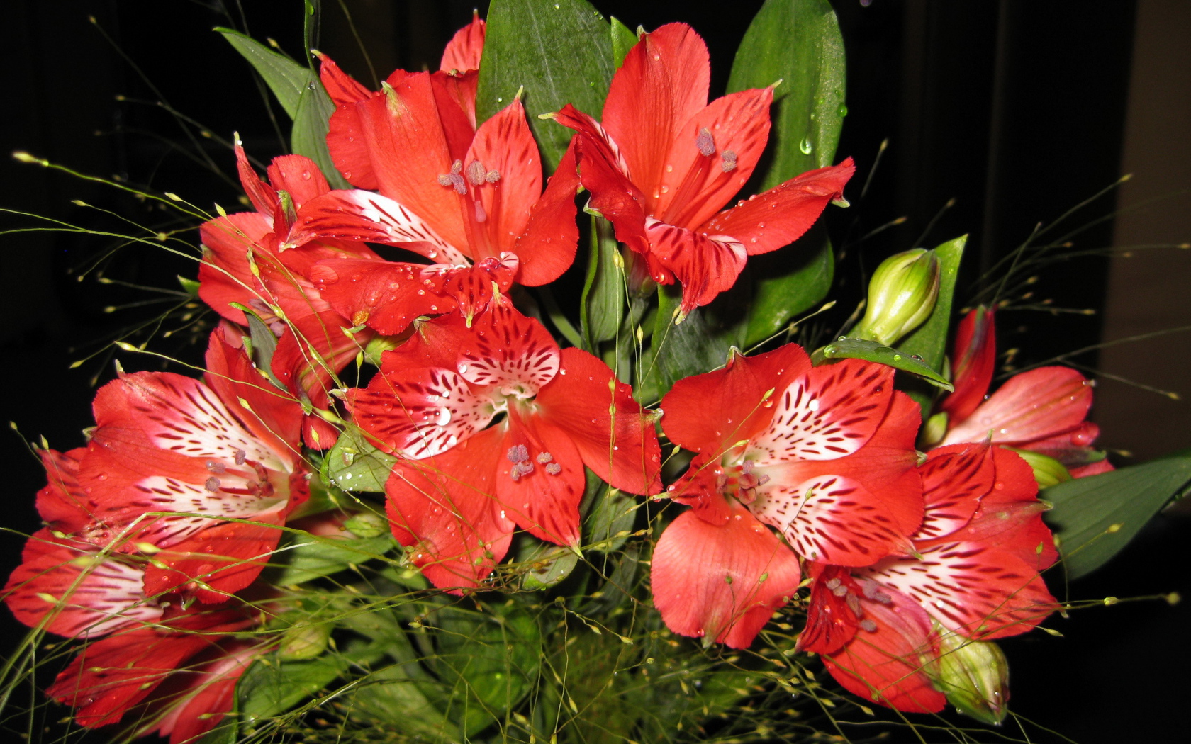 В саду красивые цветы альстремерия