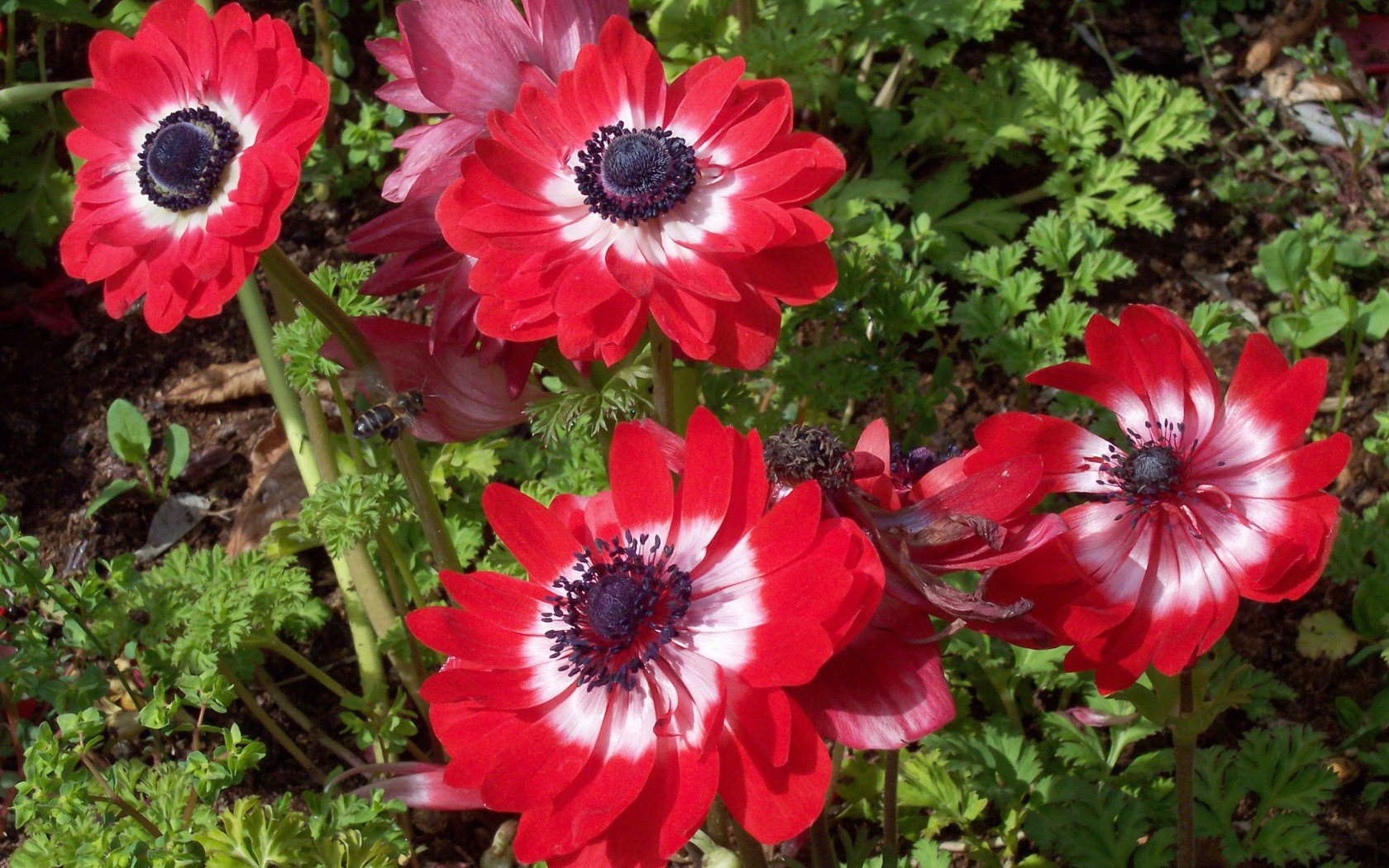 В саду красивые цветы анемона