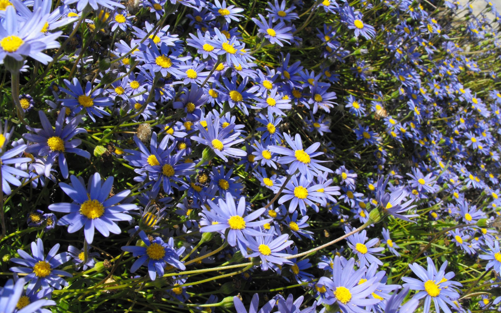 В саду красивые цветы астра