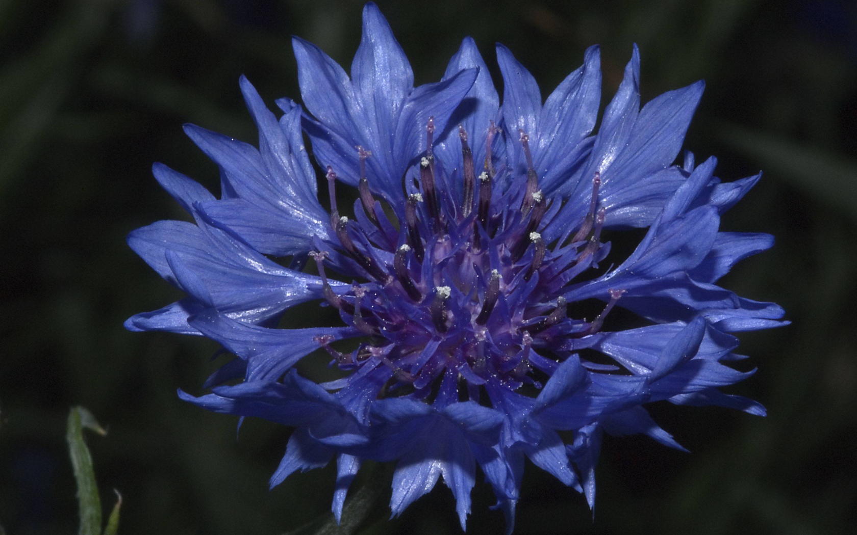 В саду красивые цветы васильки