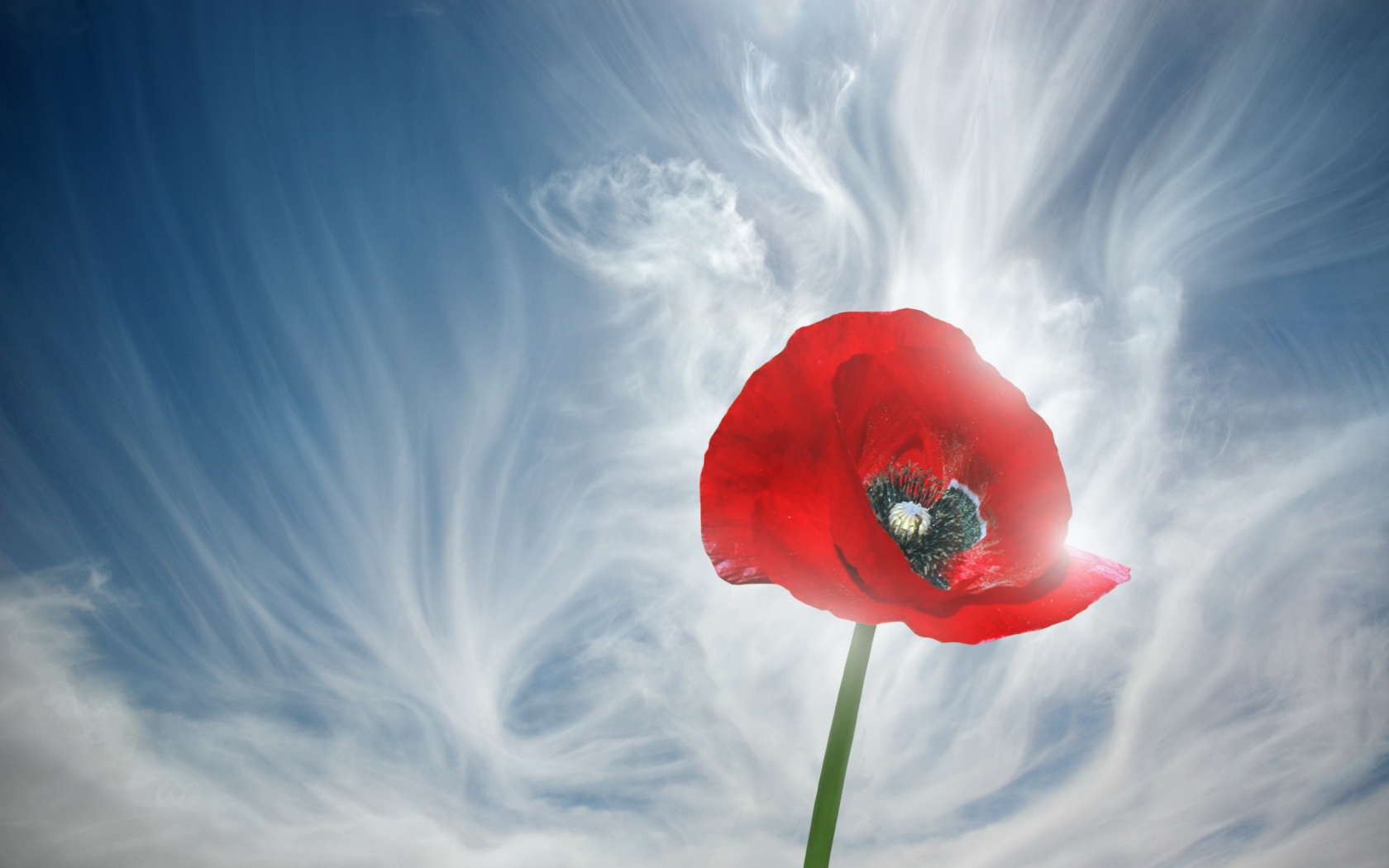 Мак на фоне облаков