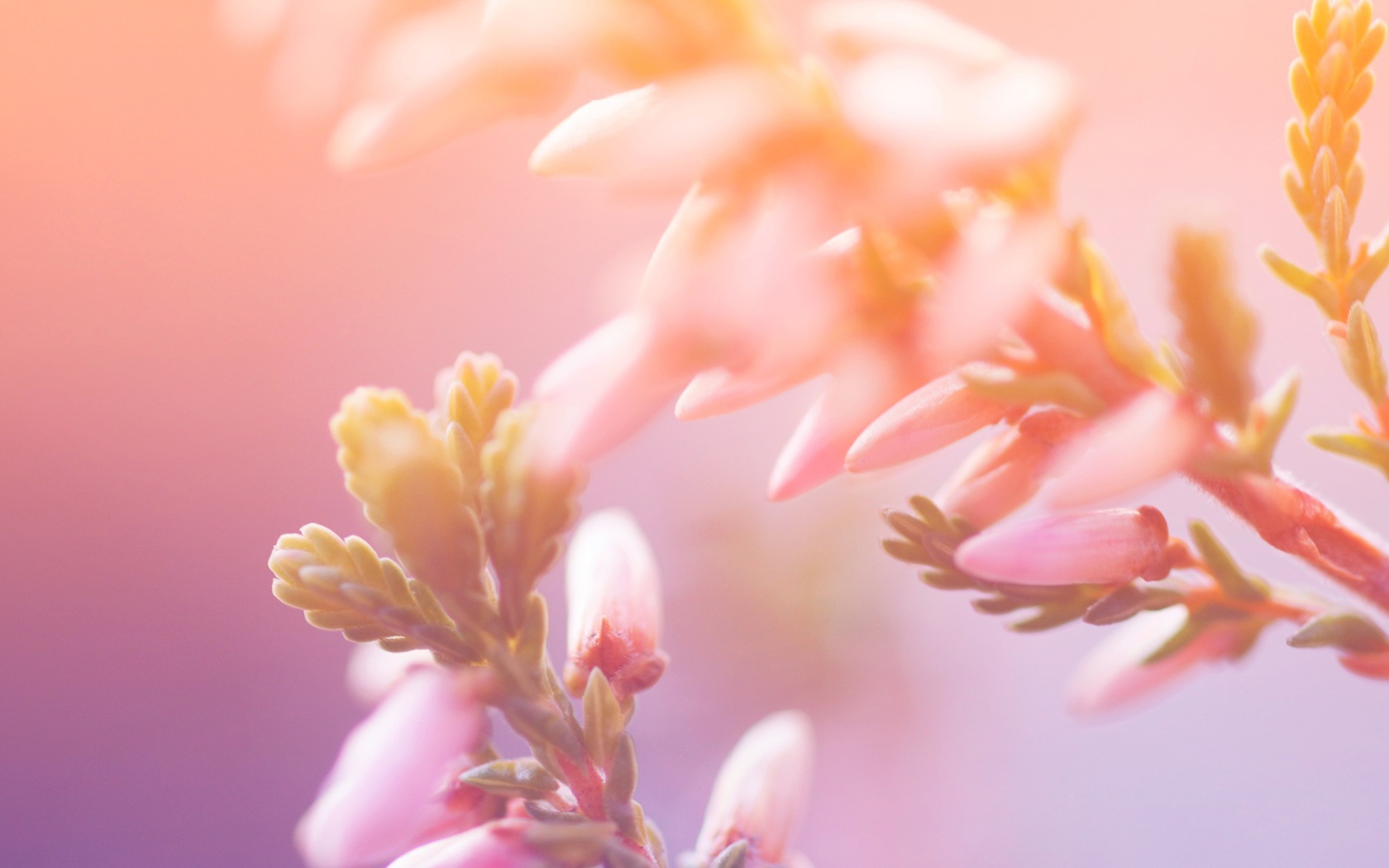 Утренние цветы