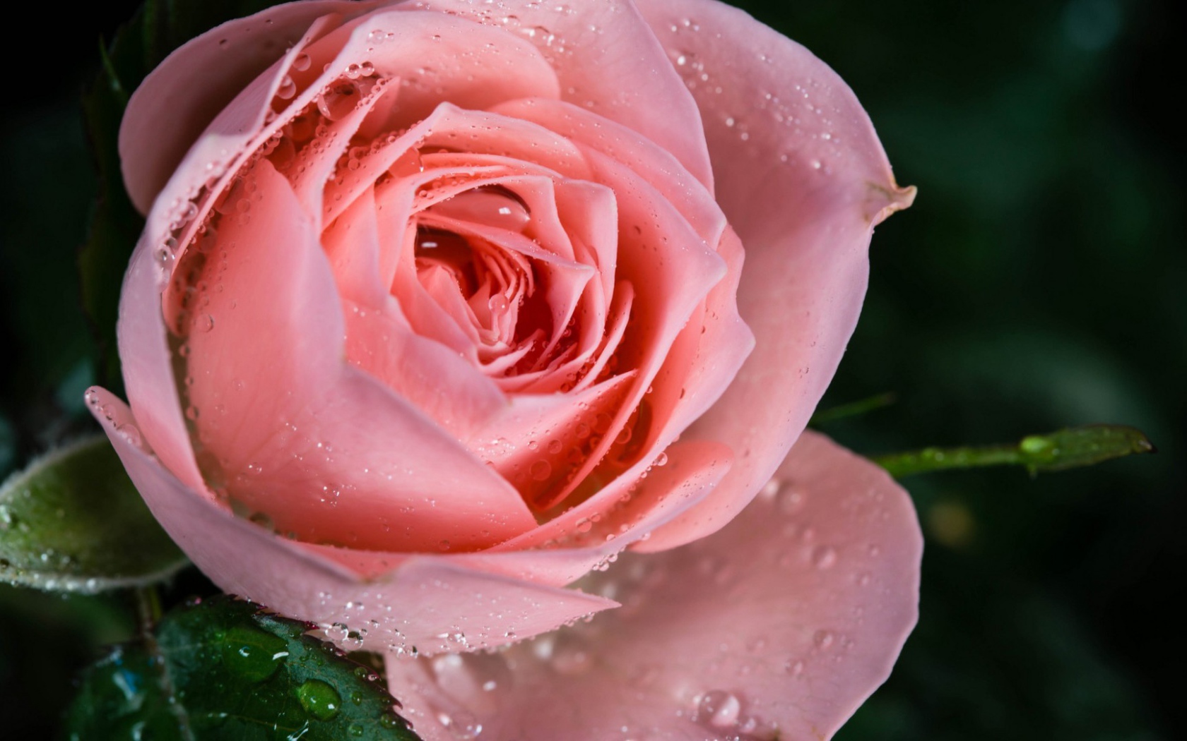 Cамая нежная роза