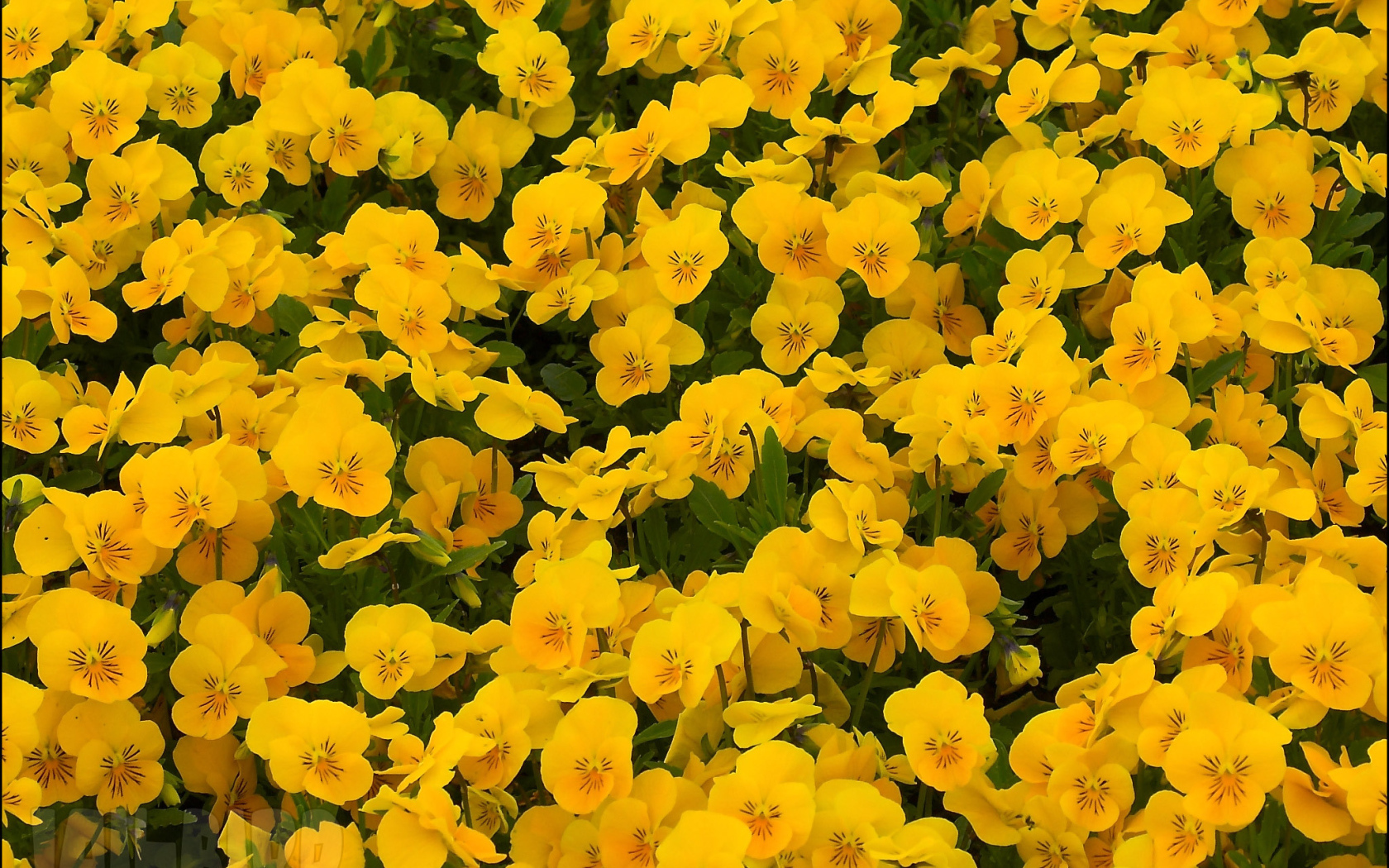 На большой поляне цветы анютины глазки