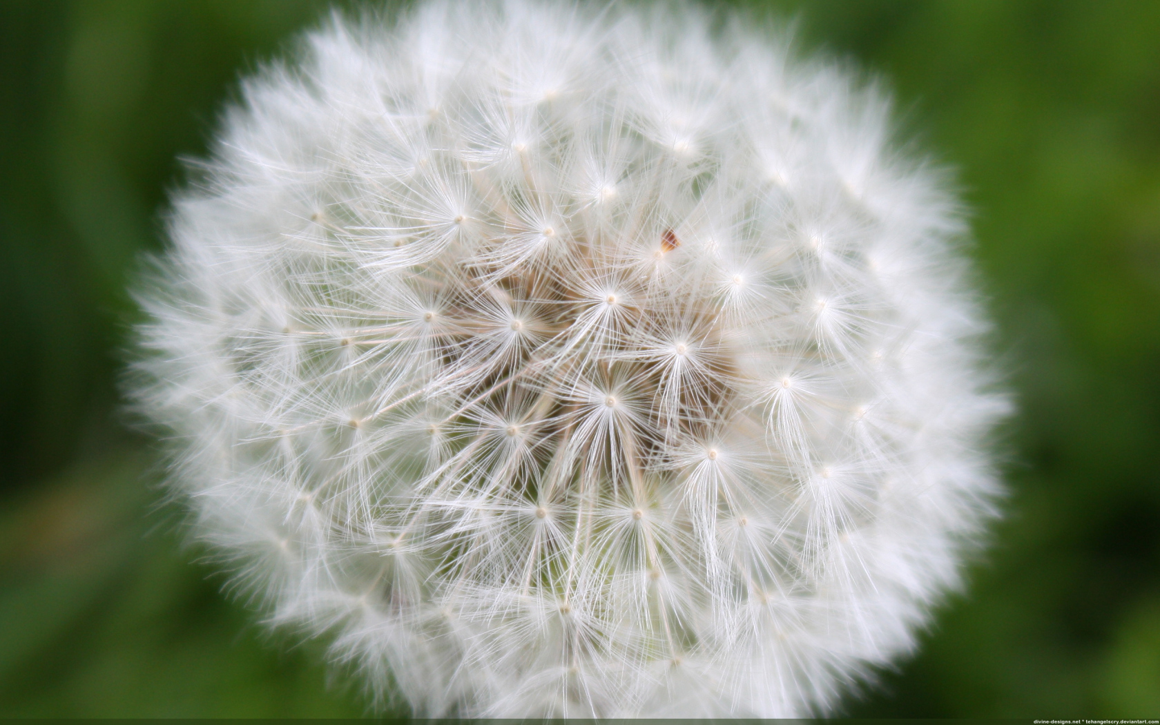 На газоне красивый козлобородник (большой одуванчик) 