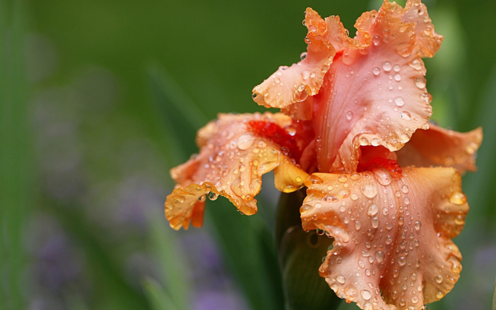 Оранжевый цветок ирис