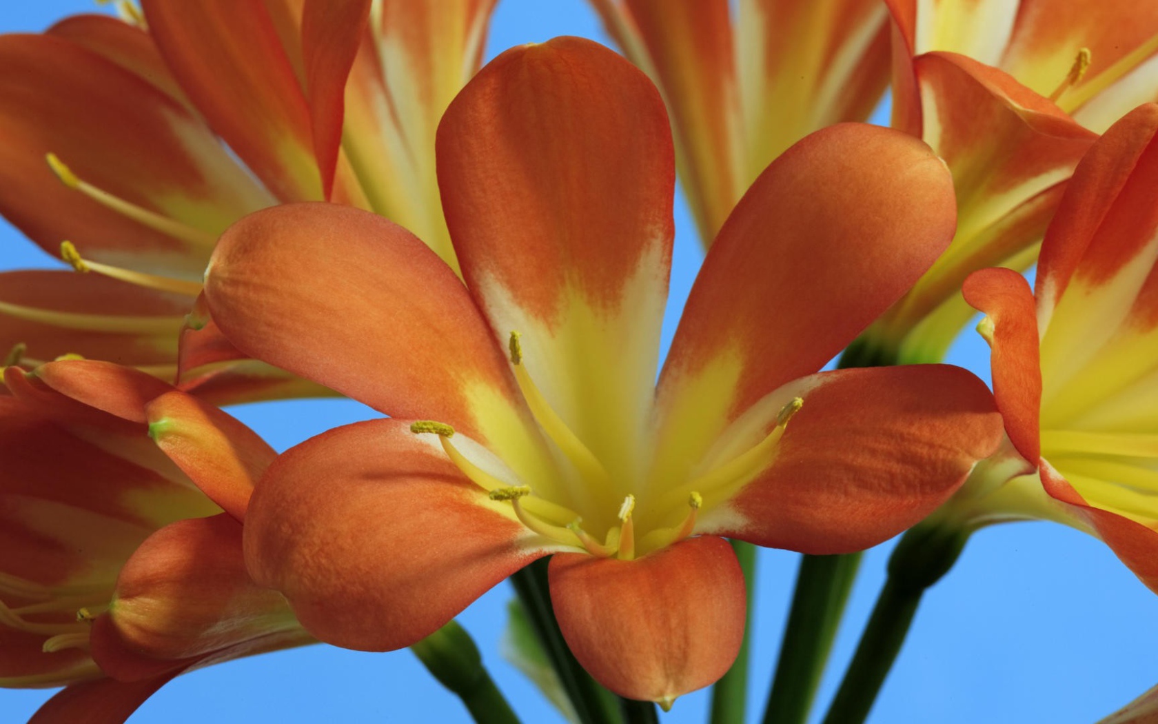 Оранжевые лилии