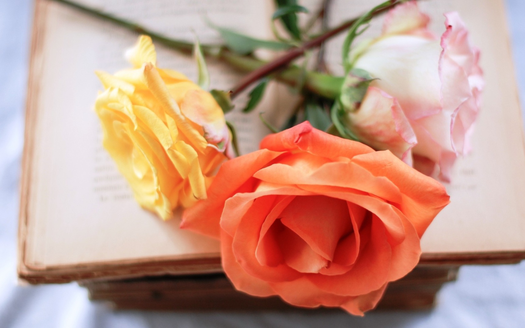 Оранжевая роза на книге