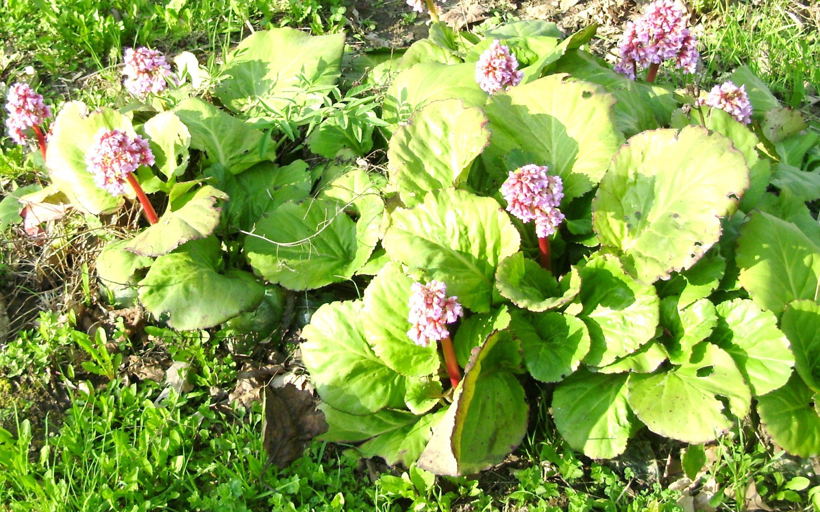 Многолетнее растение бадан на солнце