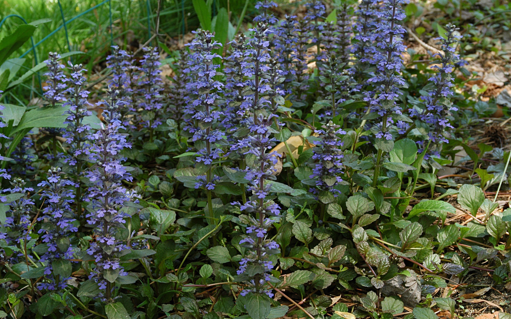 Многолетнее растение бруннера