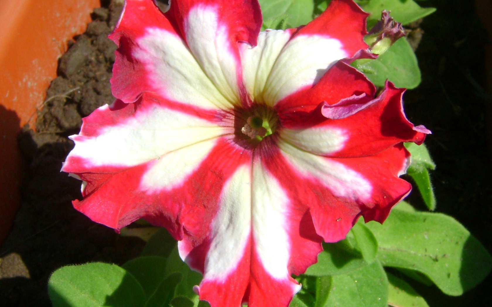 Выращивание цветов петуния в саду