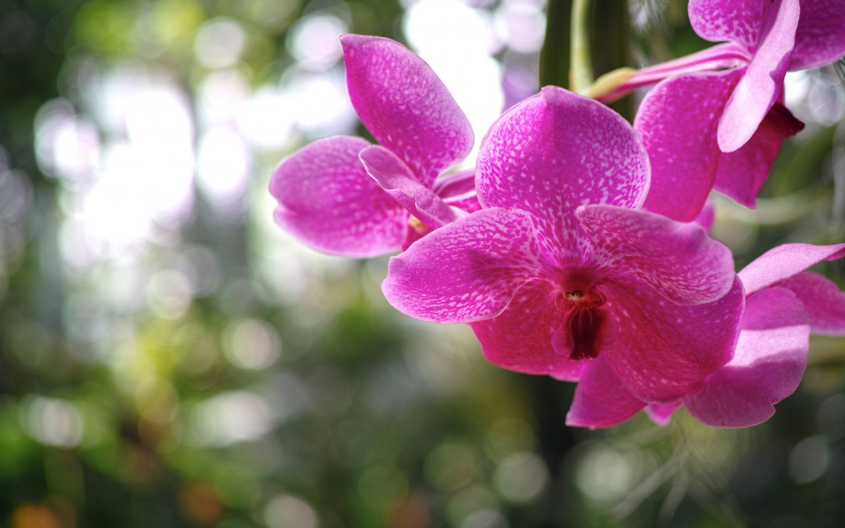 Розовая орхидея