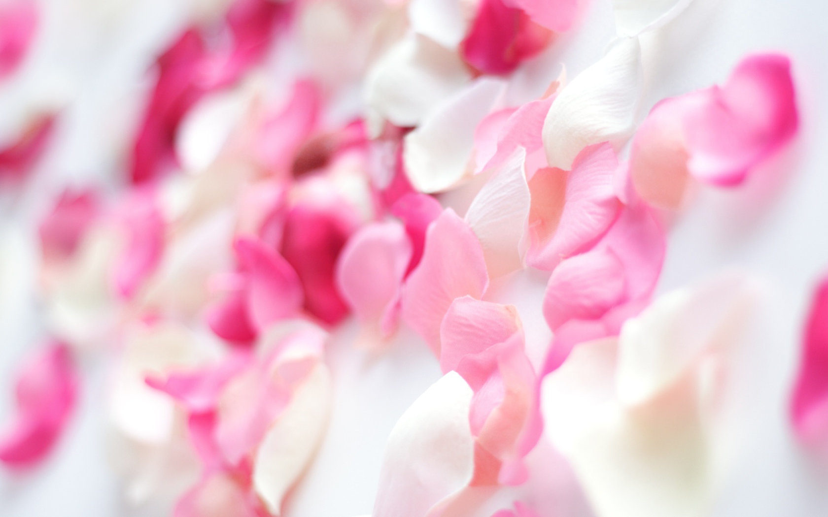 Розовые орхидеи