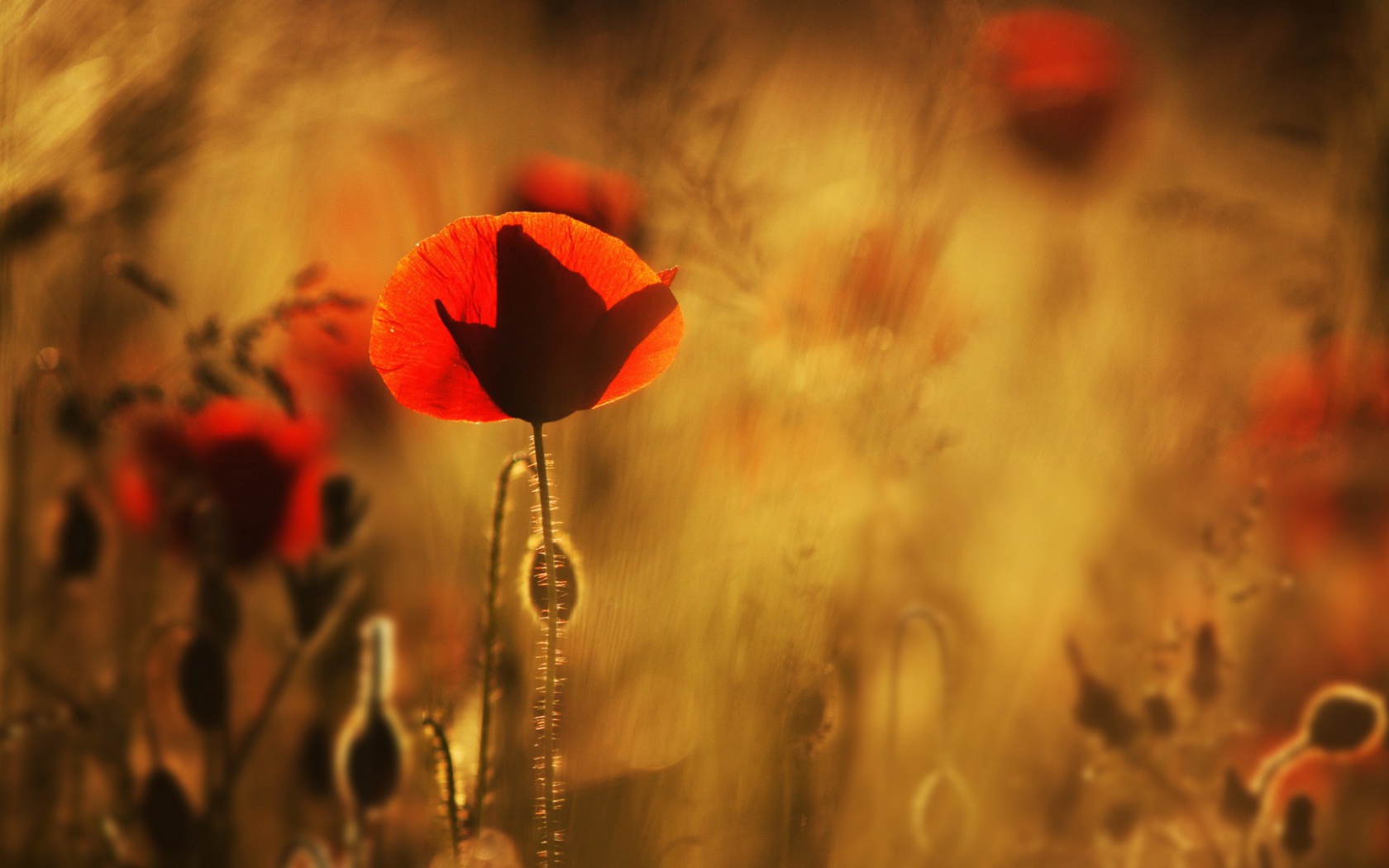 Маки в лучах солнца