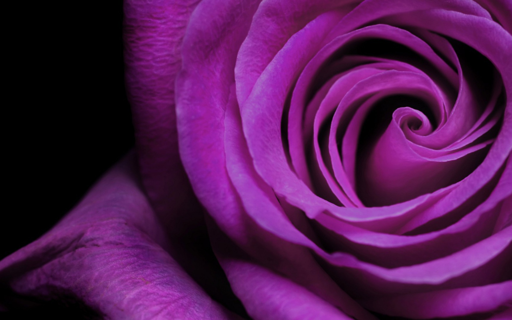Фиолетовая роза крупным планом на чёрном фоне