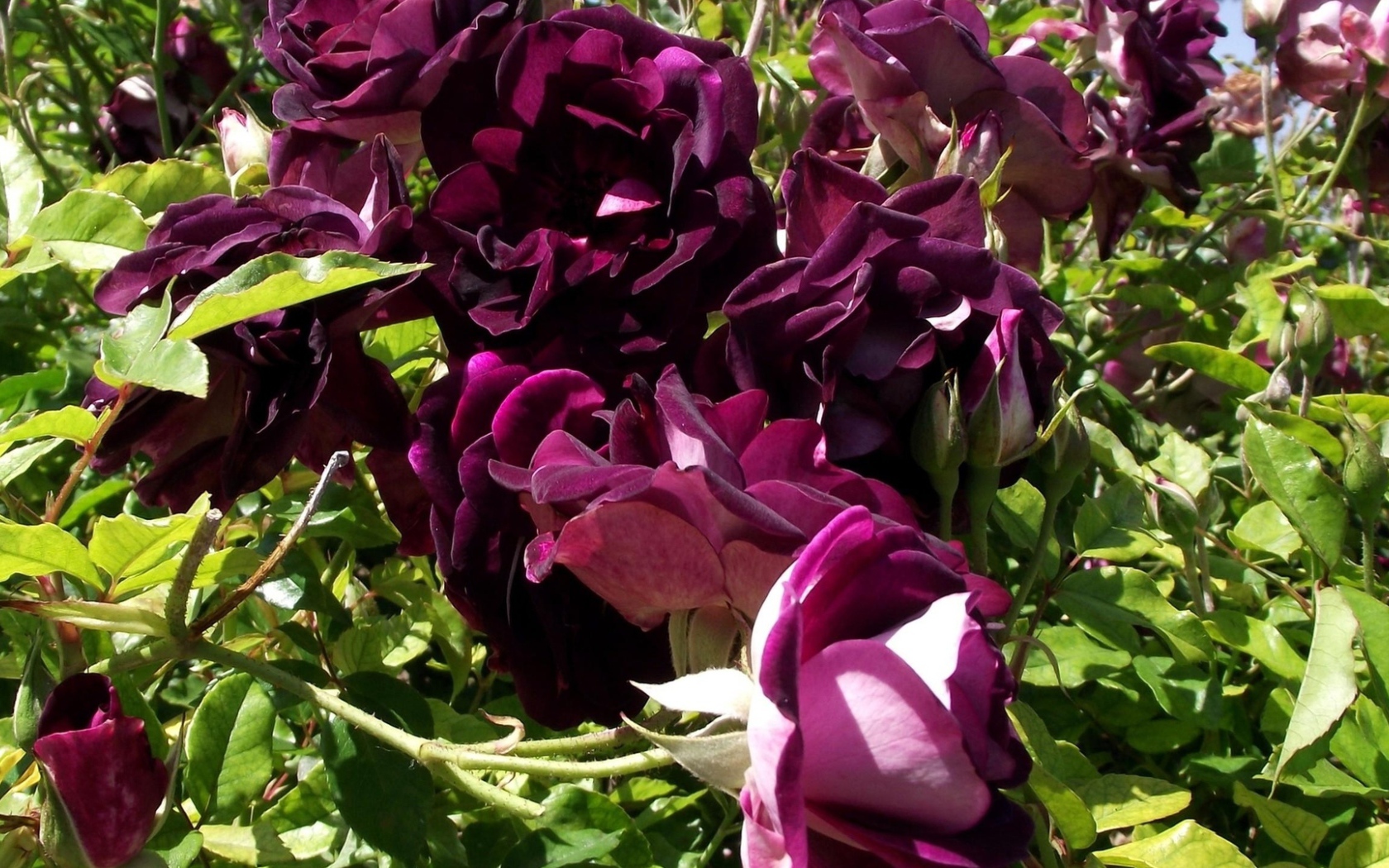 Фиолетовые розы на траве