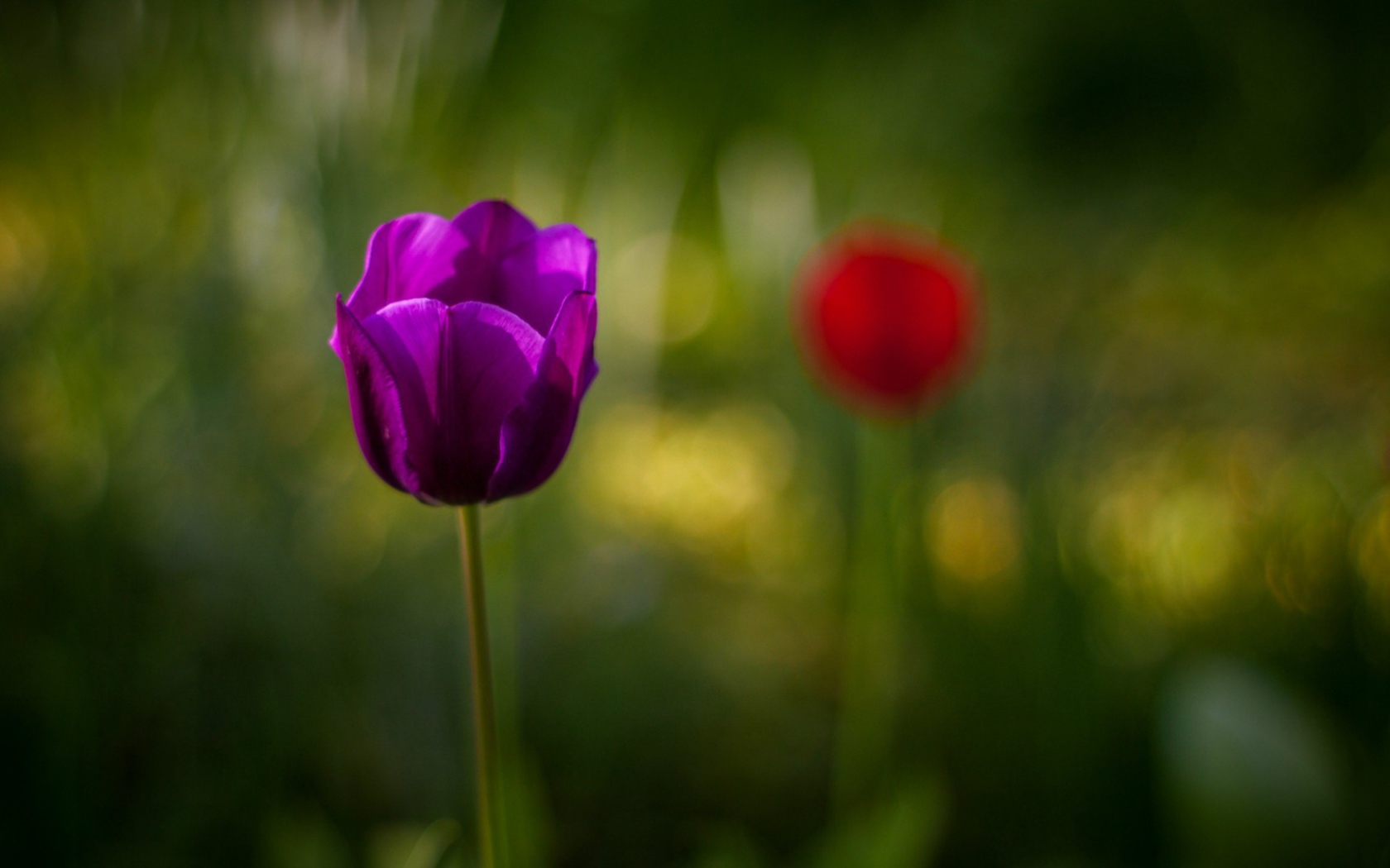 Фиолетовый тюльпан