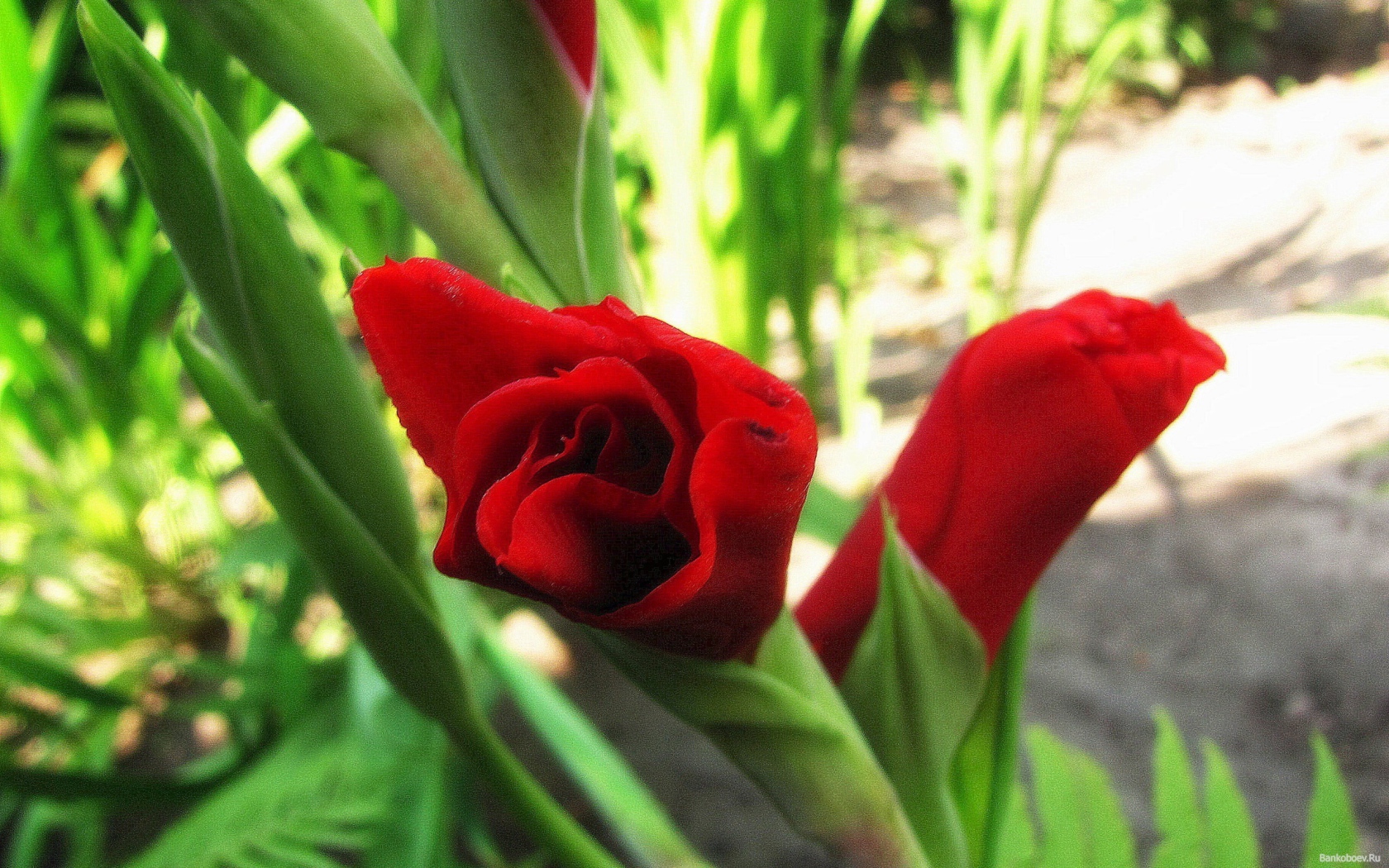 Красные гладиолусы в бутонах