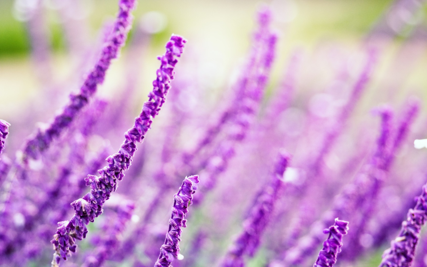 Житель полей