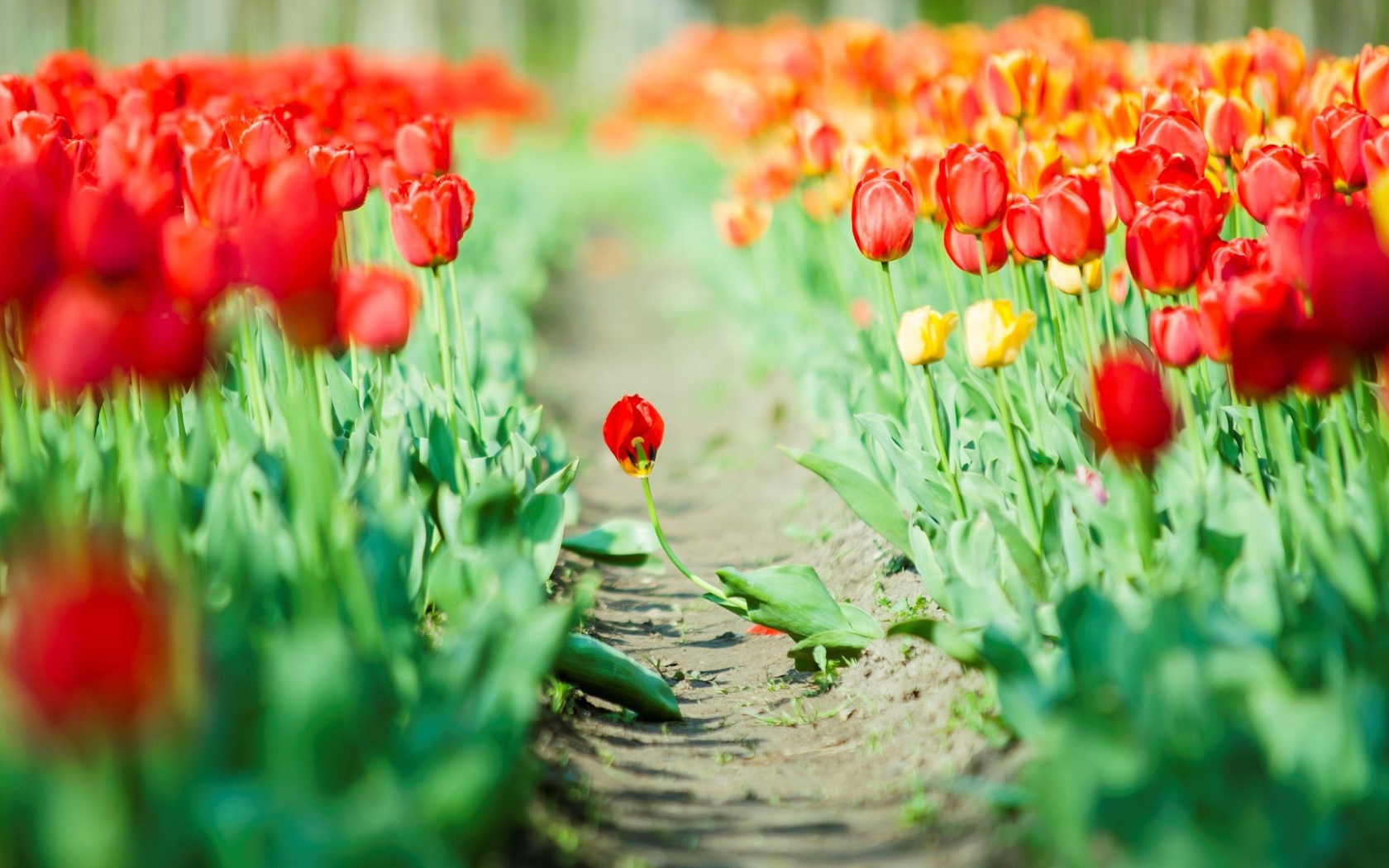 Дорога среди мака