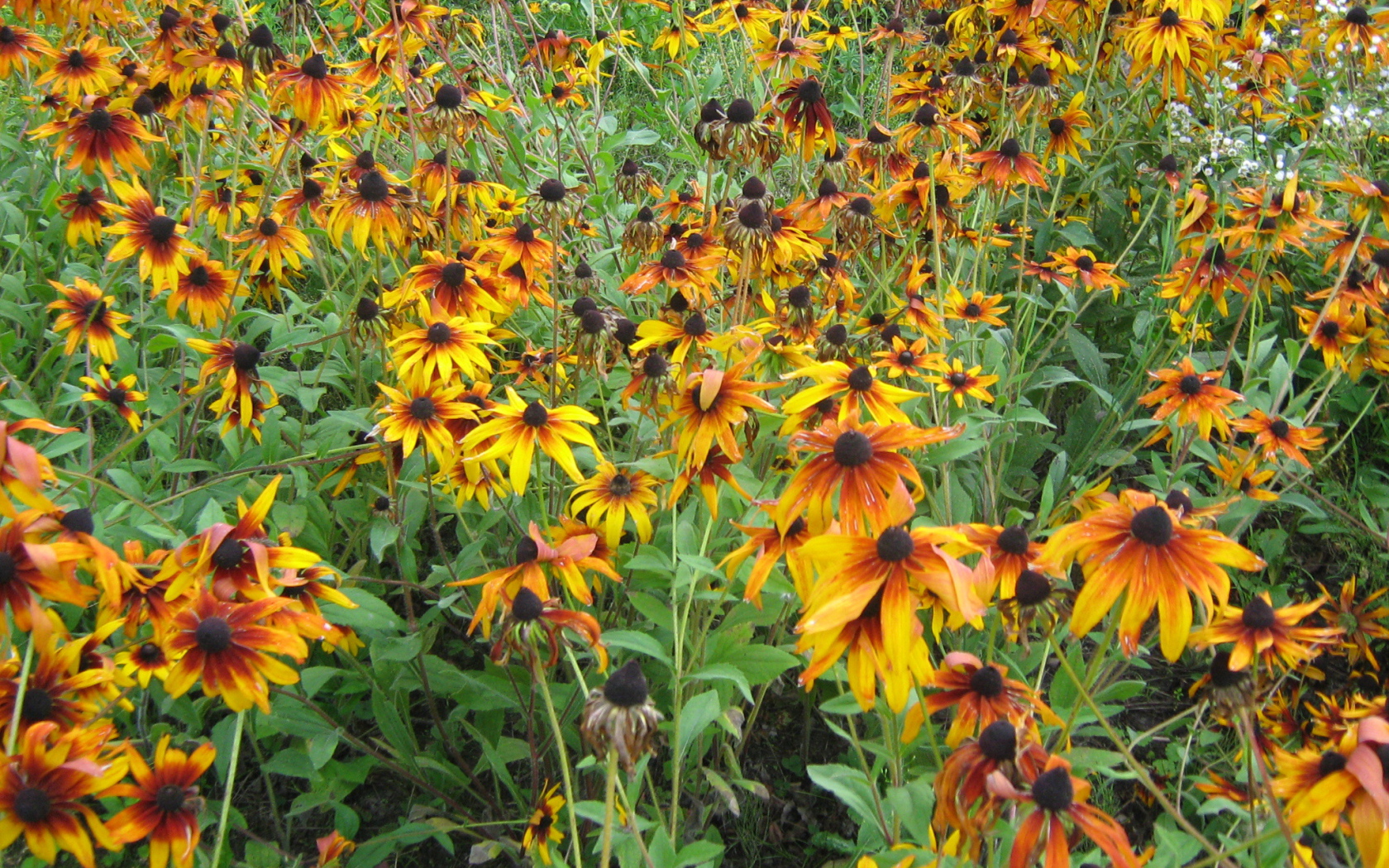 Выращивание цветов рудбекия в саду