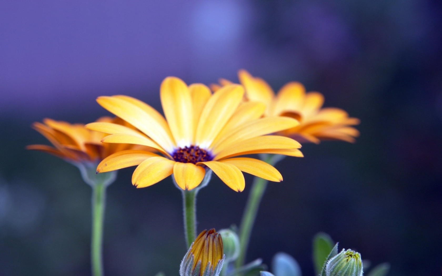 Цветы рудбеки