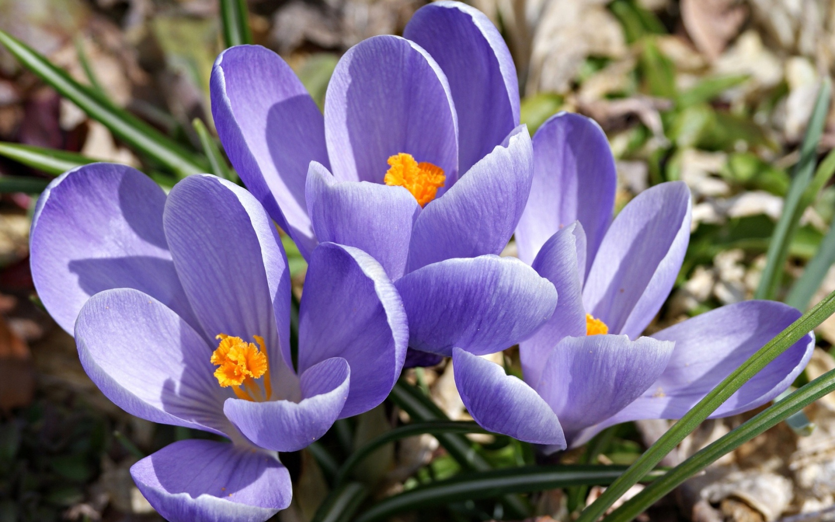 Цветы шафран в саду