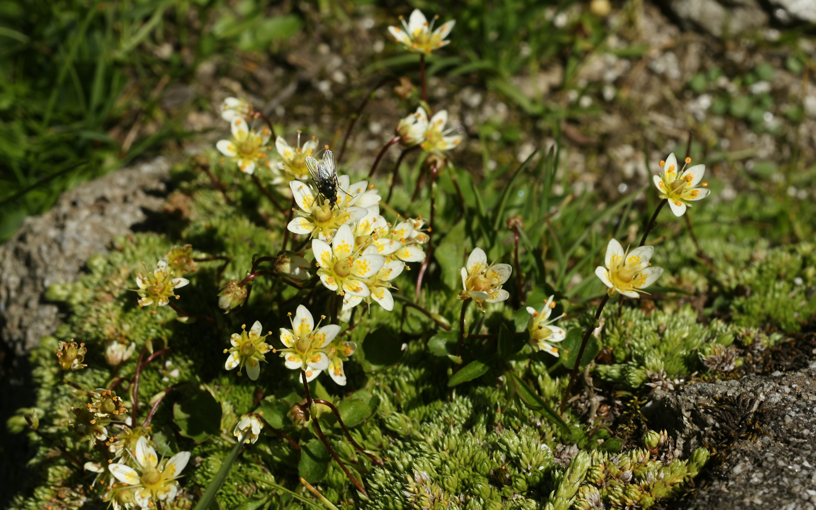 Цветы резуха в лесу