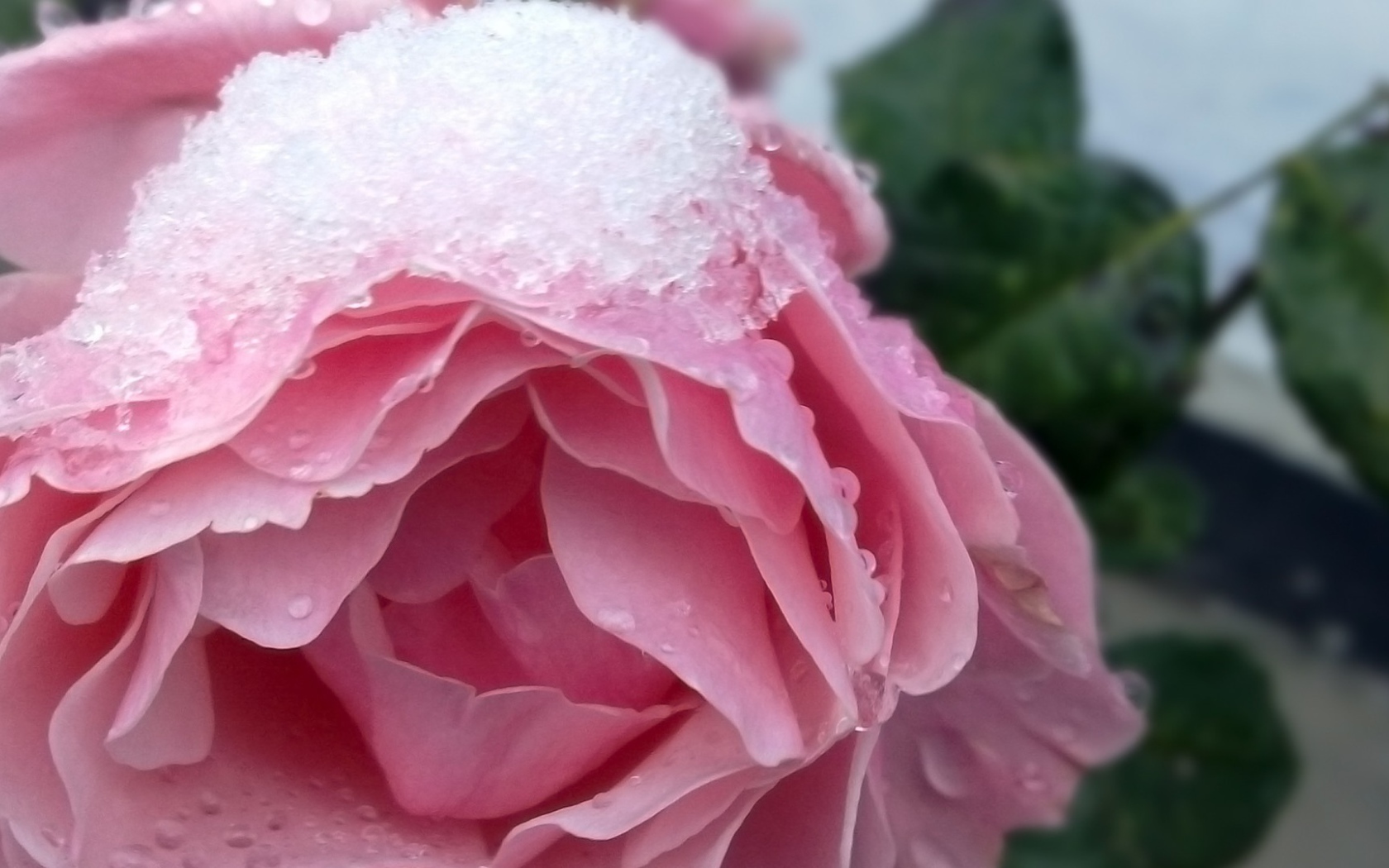 Снег на розе