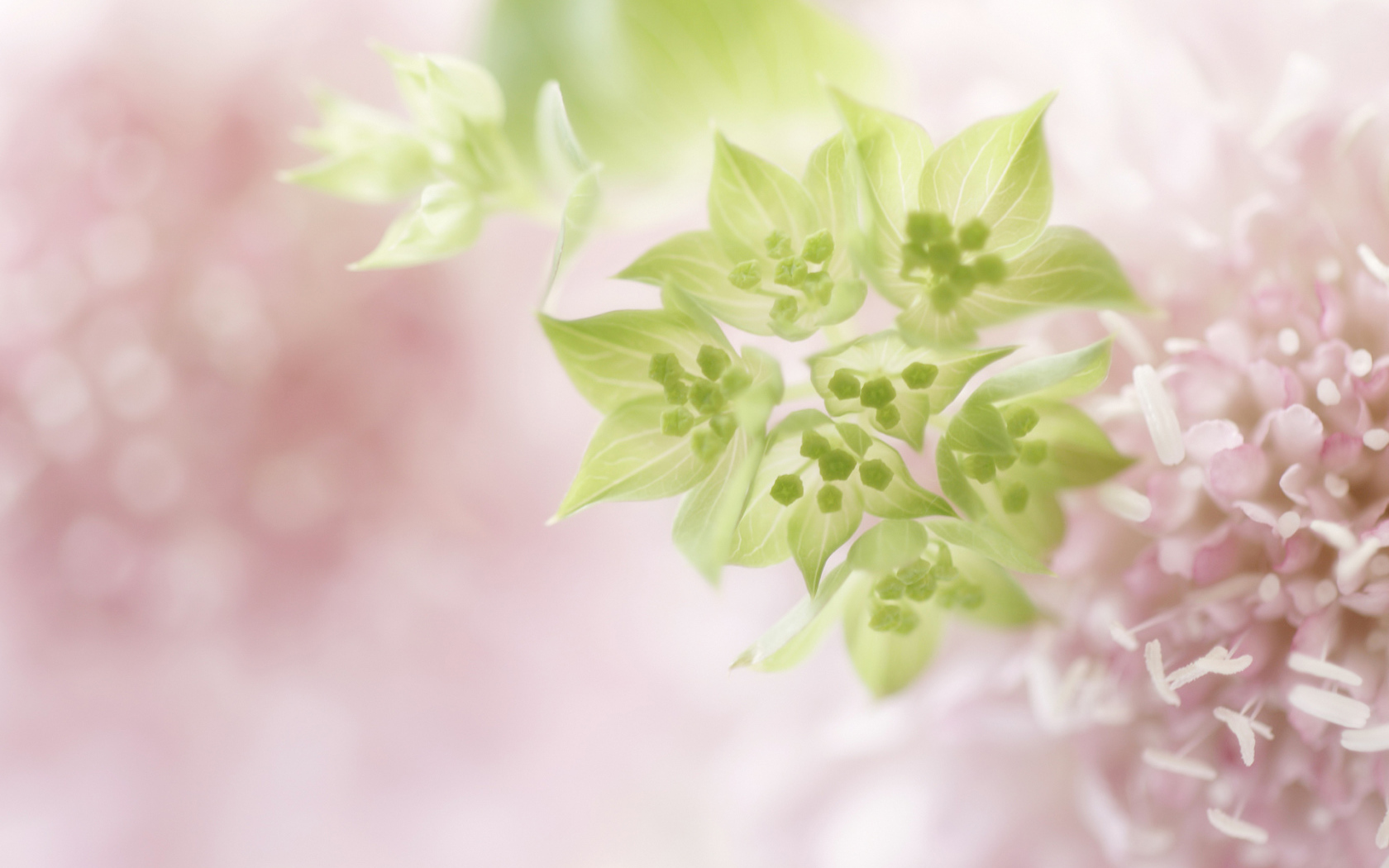 Нежно розовые цветы